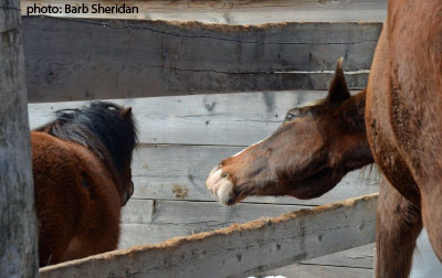 Relating management practice to equine behaviour is just one of the topics explored in Equine Guelph’s upcoming online course Advanced Equine Behaviour