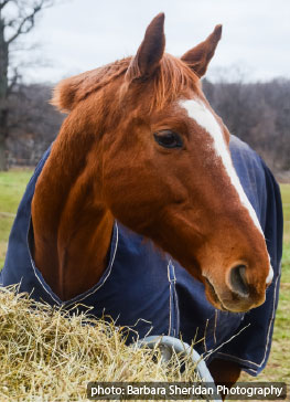 (image) Thoroughbred horse
