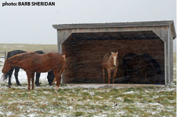 three horses at a shelter