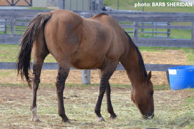 Image of horse in paddock