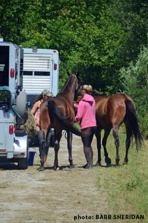 loading two horses on trailers