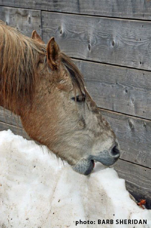 horse 'drinking' snow