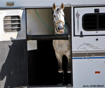 Horse in trailer image