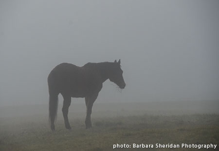 horse in morning mist
