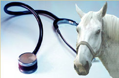 horse and stethoscope image