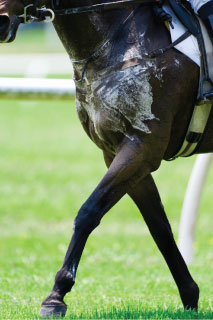 Image of sweating horse