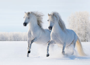 two white horses run in the snow