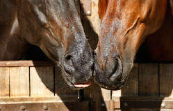 horse noses touching