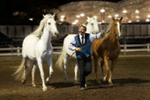 Image of Master Horse Trainer David Lichman with Julio, Thirteen and Scotty