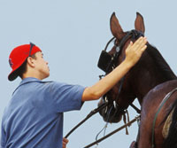 Sign Up for Equine Guelph’s Groom One Course