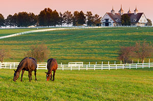 two horses in pasture