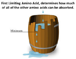 First Limiting Amino Acid clip-art