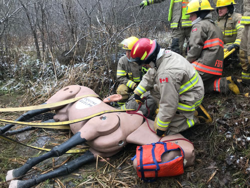 Horse being rescued from ravine