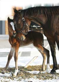 Mom and baby horses image