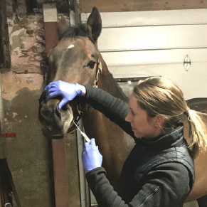 Amy Bennet OAEP President giving nasal Equine vaccination