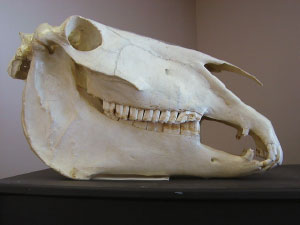 horse skull side view of teeth