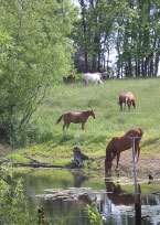 horses by a river