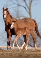 foal and mare