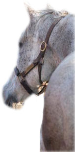 grey horse image