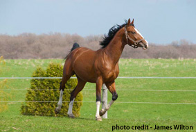 Horse in pasture image