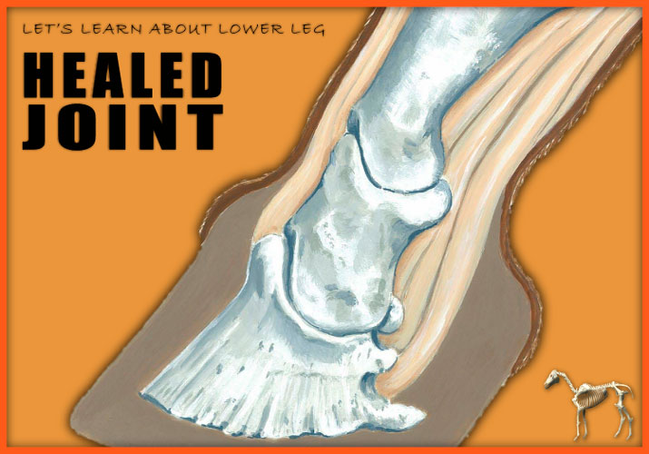 Healed Joint image