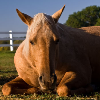 Laying down horse