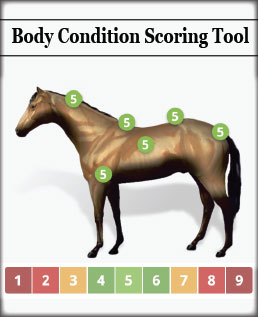 Body Condition Scoring Tool