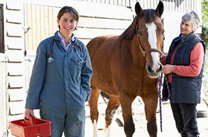 horse, vet and owner