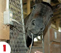horse chewing an electrical wire