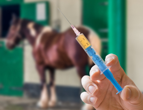 Equine Vaccination