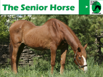 senior horse