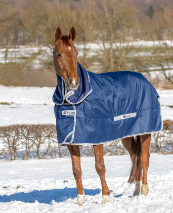 blanketed horse in winter